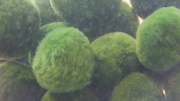 321-9691 Marimo Algae Balls Exploratorium